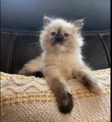 Ragdoll kittens - Photo 3