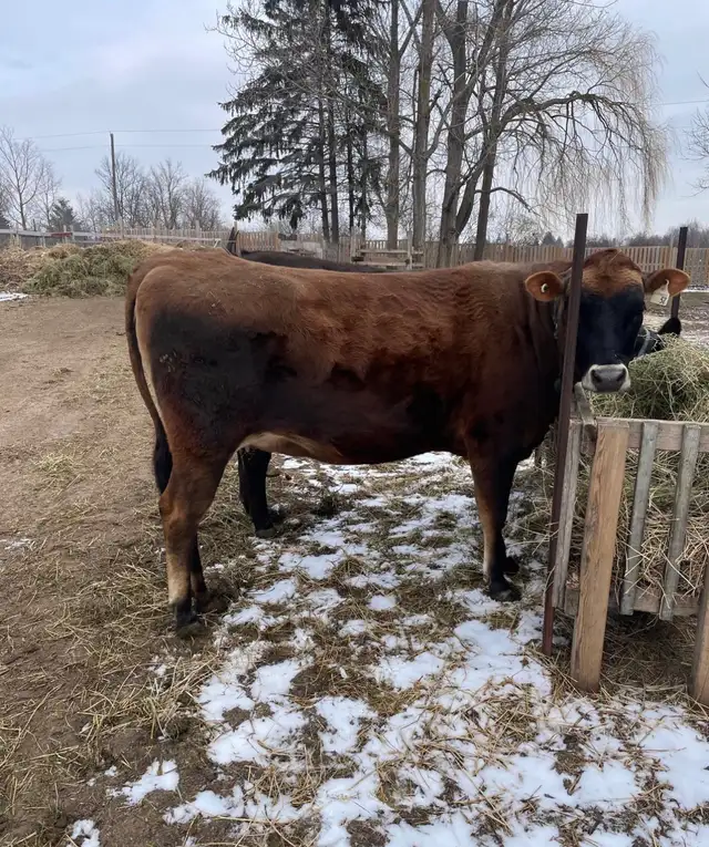 Jersey heifer for sale (female cow)