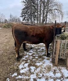 Jersey heifer for sale (female cow)