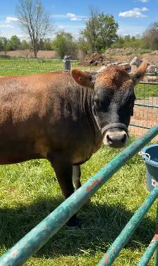 Jersey heifer for sale (female cow) - Photo 2