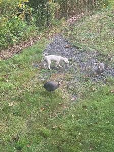5 Adult Guinea Fowl