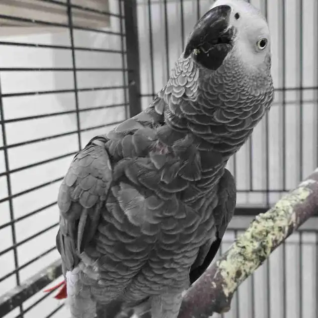 Now Taking Reservations – Baby Parrots