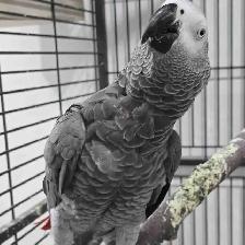 Now Taking Reservations – Baby Parrots