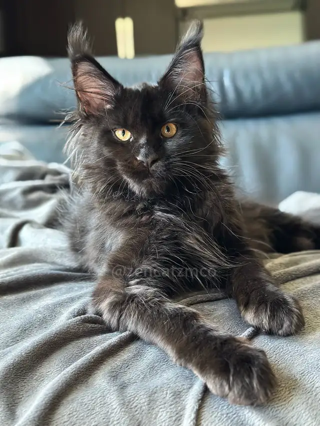 Purebred Maine Coon Kittens