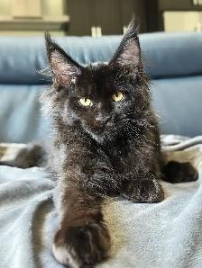 Purebred Maine Coon Kittens - Photo 2