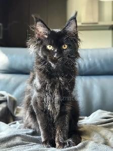 Purebred Maine Coon Kittens - Photo 3