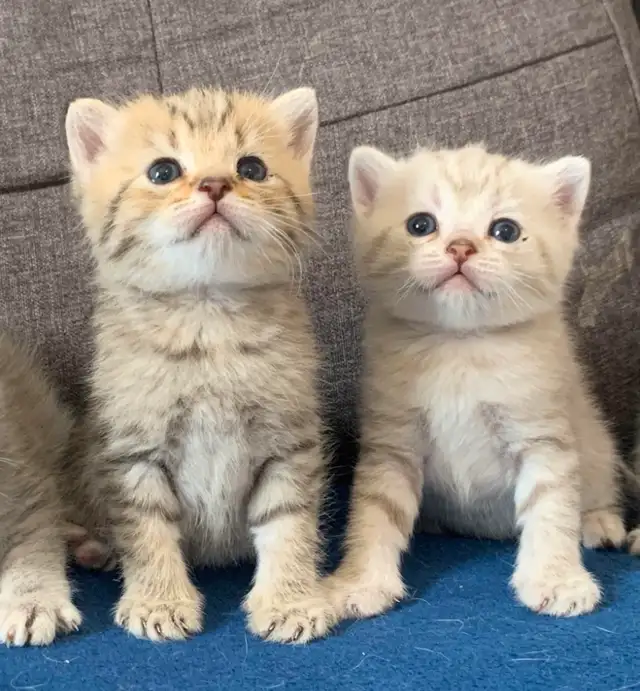 Soft British Shorthair x Bengal Kittens