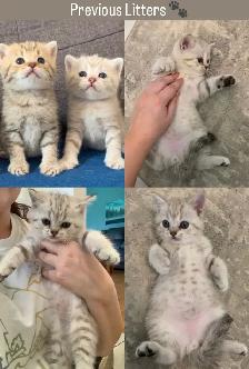 Soft British Shorthair x Bengal Kittens - Photo 3