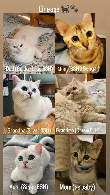 Soft British Shorthair x Bengal Kittens - Photo 4