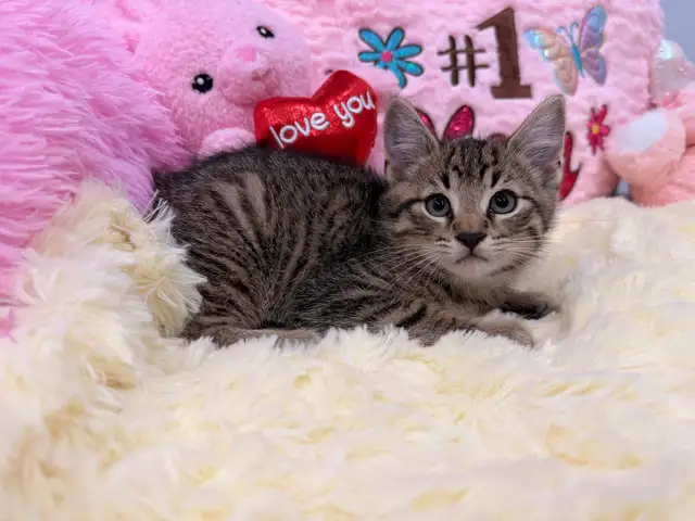 ❤️Bengal mix kittens❤️ -647-317-3197