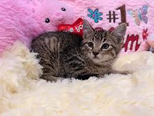 ❤️Bengal mix kittens❤️ -647-317-3197 - Photo 2