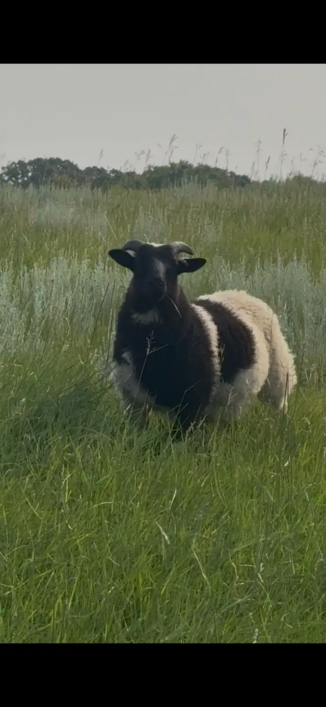 Ram lambs