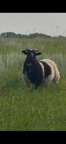 Ram lambs
