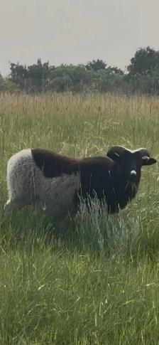 Ram lambs - Photo 2