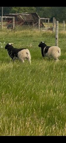 Ram lambs - Photo 3