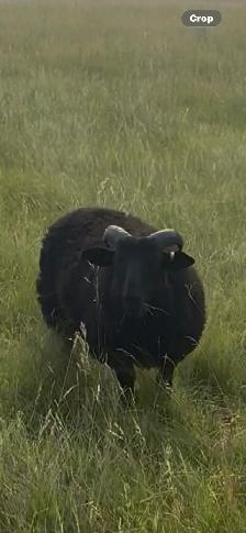 Ram lambs - Photo 4