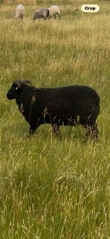 Ram lambs - Photo 5