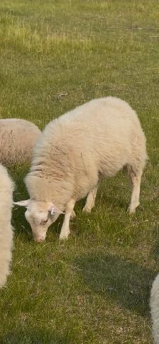 Ram lambs - Photo 6