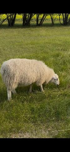 Ram lambs - Photo 7
