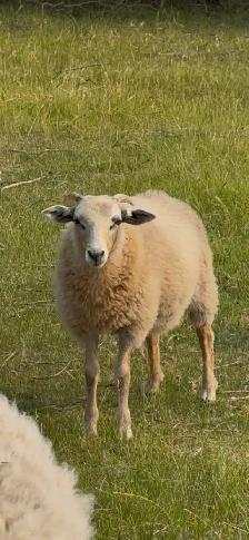Ram lambs - Photo 8