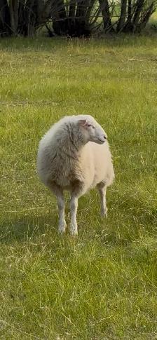 Ram lambs - Photo 9