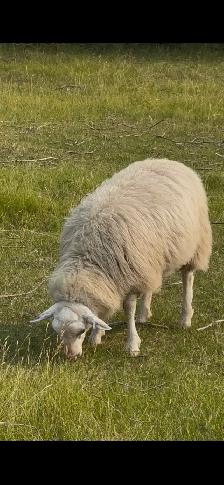 Ram lambs - Photo 10