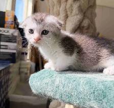 Munchkin Scottish Fold Kitten (boy) - Photo 3