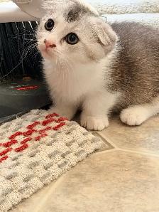 Munchkin Scottish Fold Kitten (boy) - Photo 4