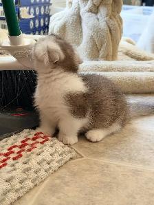 Munchkin Scottish Fold Kitten (boy) - Photo 5