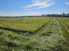 Small Square Grass/Hay bales