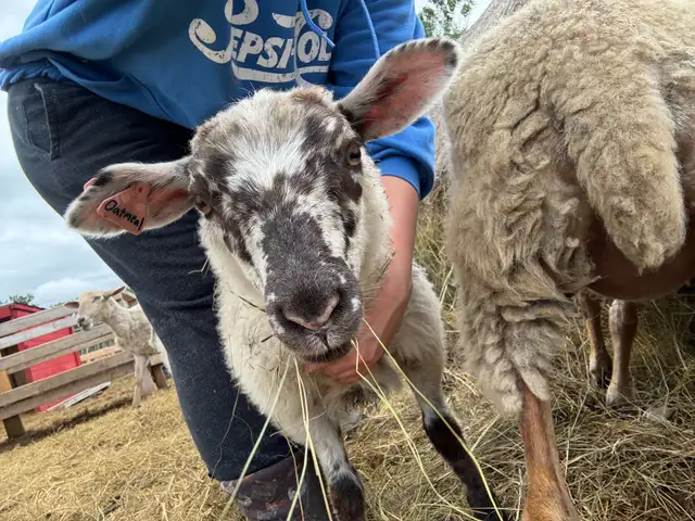 Ewe Lambs