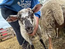 Ewe Lambs