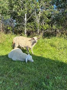 Ewe Lambs - Photo 2