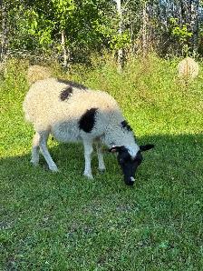 Ewe Lambs - Photo 3