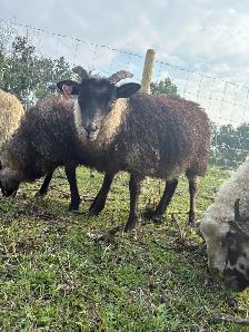 Ewe Lambs - Photo 4