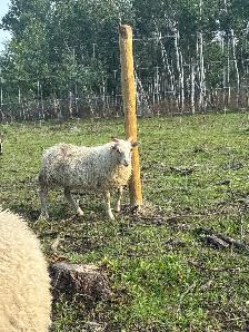 Ewe Lambs - Photo 5
