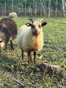 Ewe Lambs - Photo 6
