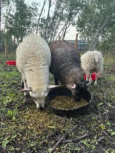 Ewe Lambs - Photo 7