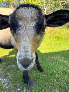 Ewe Lambs - Photo 8