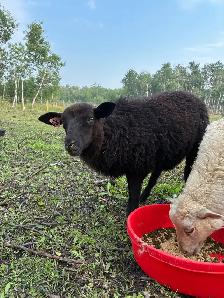 Ewe Lambs - Photo 9