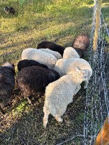 Ewe Lambs - Photo 10