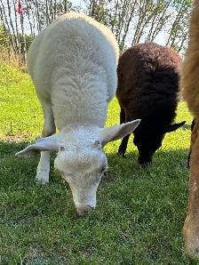 Ram Lambs