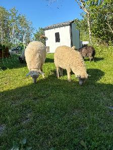 Ram Lambs - Photo 2