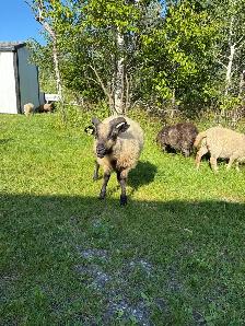 Ram Lambs - Photo 3