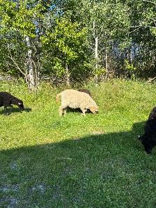 Ram Lambs - Photo 4