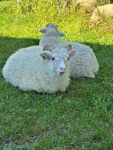 Ram Lambs - Photo 5