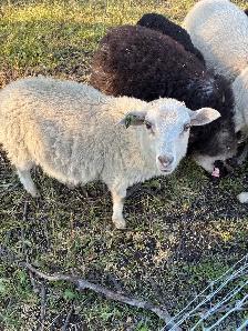 Ram Lambs - Photo 6