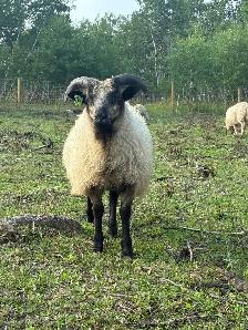 Ram Lambs - Photo 7