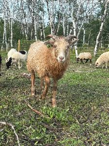 Ram Lambs - Photo 8