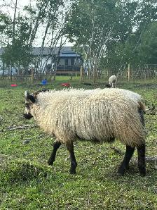 Ram Lambs - Photo 9